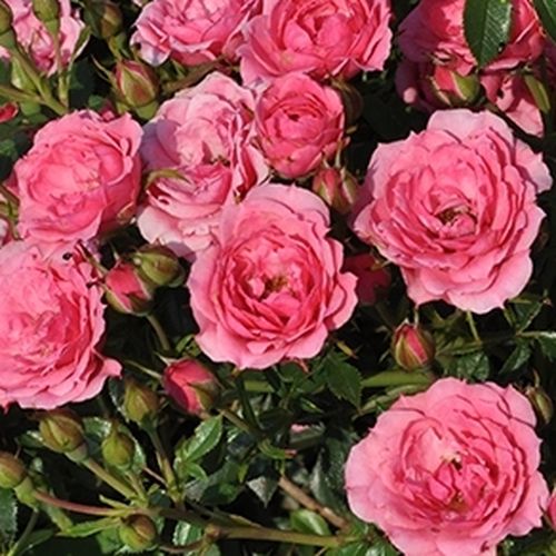 Rosa Asteria™ - mierna vôňa ruží - Stromková ruža s drobnými kvetmi - ružová - PhenoGeno Rosesstromková ruža s kompaktným tvarom koruny - -